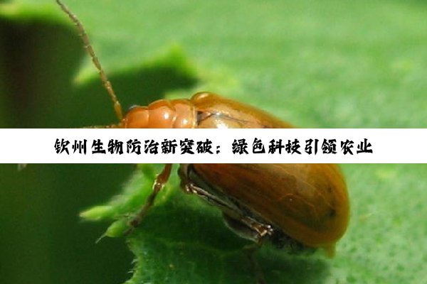 今日科普|开云·kaiyun中国登录入口: 钦州生物防治新突破：绿色科技引领农业可持续发展，成百度搜索热点话题