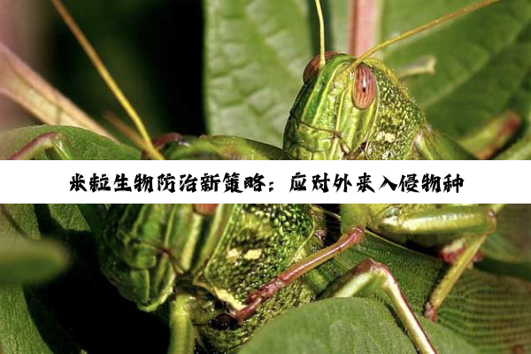 米粒生物防治新策略：应对外来入侵物种与绿色农业的未来