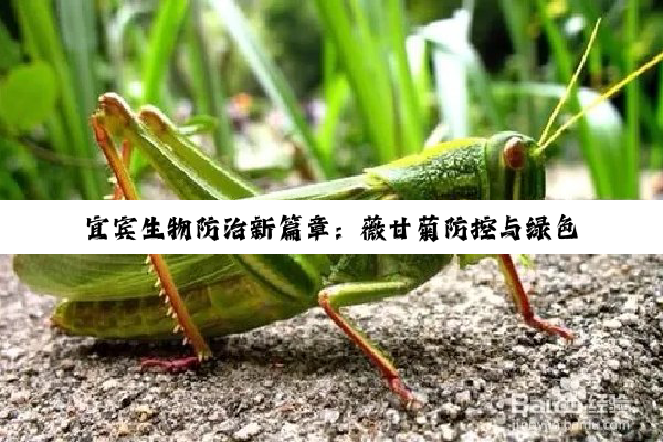 今日科普|kaiyun官方入口: 宜宾生物防治新篇章：薇甘菊防控与绿色生态共筑最新行动