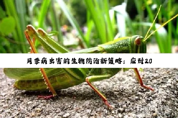 今日科普|月季病虫害的生物防治新策略：应对2024年秋季关键热点的绿色防控