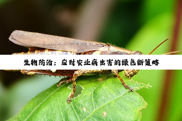 kaiyun官方入口: 生物防治：应对农业病虫害的绿色新策略与最新热点解析