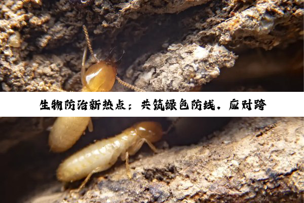 生物防治新热点：共筑绿色防线，应对跨国害虫挑战