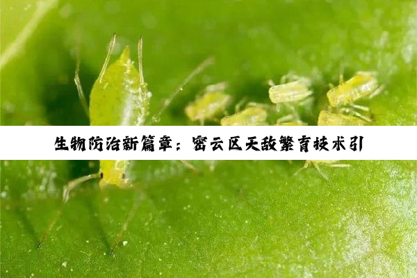 今日科普|生物防治新篇章：密云区天敌繁育技术引领绿色农业新热点