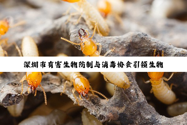 深圳市有害生物防制与消毒协会引领生物防治新趋势：科技赋能，共筑健康安全防线