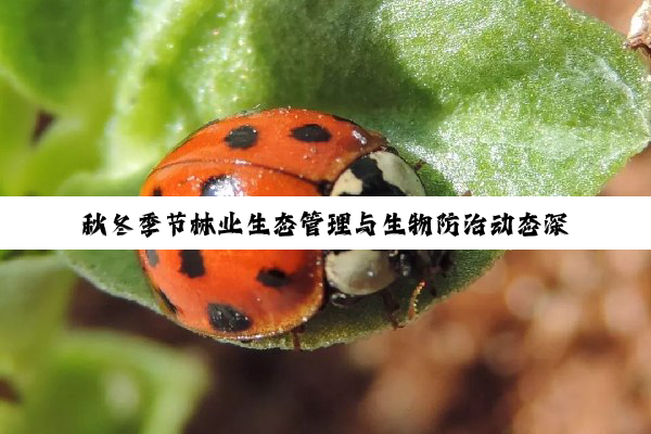 秋冬季节林业生态管理与生物防治动态深度解析