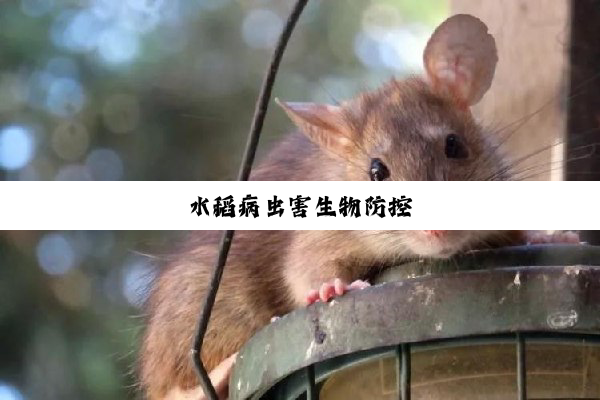 水稻病虫害生物防控