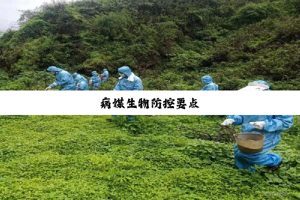 今日科普|病媒生物防控要点