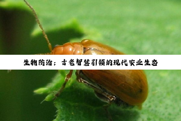 【科普解答】生物防治：古老智慧引领的现代农业生态革命
