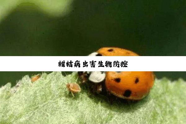 柑桔病虫害生物防控