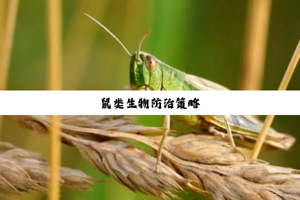 鼠类生物防治策略
