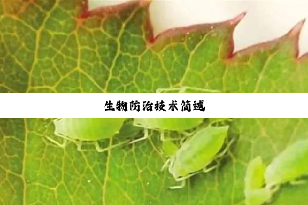 生物防治技术简述