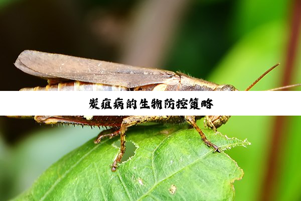 炭疽病的生物防控策略