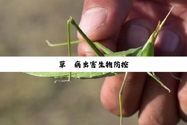 草莓病虫害生物防控