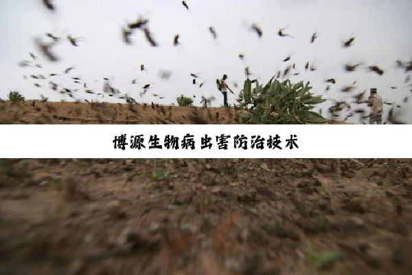 博源生物病虫害防治技术