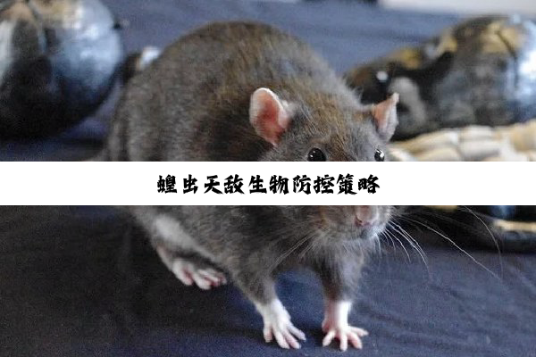 蝗虫天敌生物防控策略