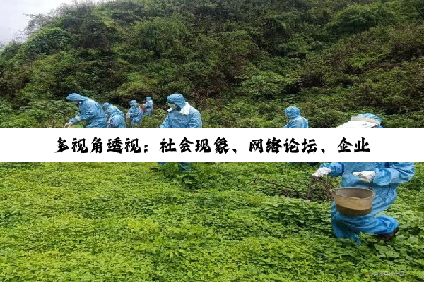 多视角透视：社会现象、网络论坛、企业公告与法治教育集锦