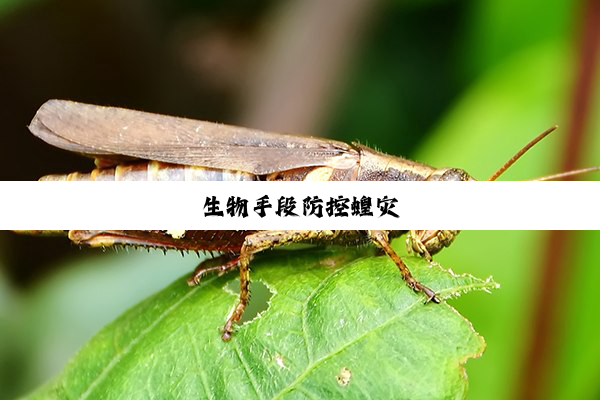 生物手段防控蝗灾