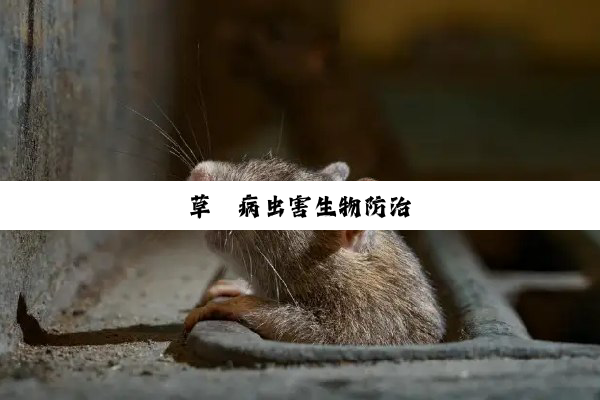 草莓病虫害生物防治