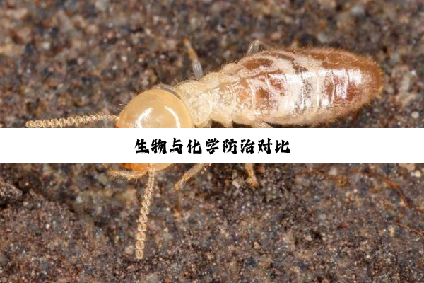 生物与化学防治对比