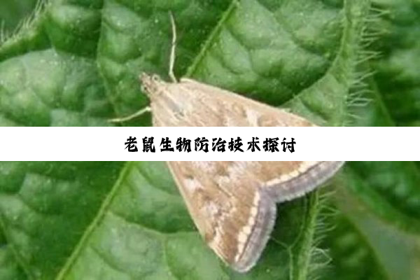 今日科普|老鼠生物防治技术探讨