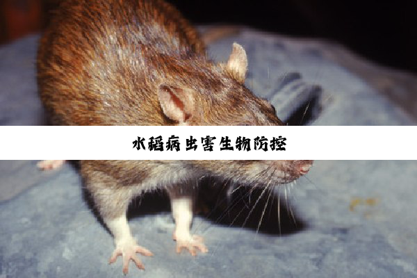 水稻病虫害生物防控