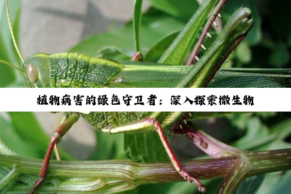 【科普解答】植物病害的绿色守卫者：深入探索微生物与生物防治的奥秘