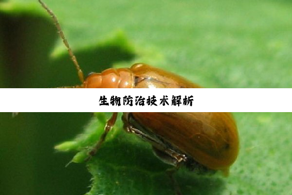 今日科普|生物防治技术解析