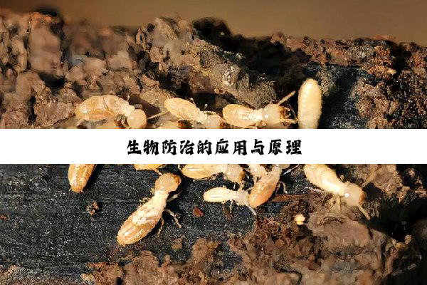 生物防治的应用与原理