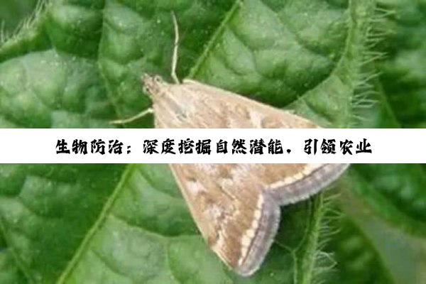 生物防治：深度挖掘自然潜能，引领农业绿色革命