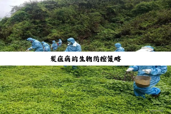 炭疽病的生物防控策略