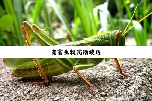 今日科普|有害生物防治技巧
