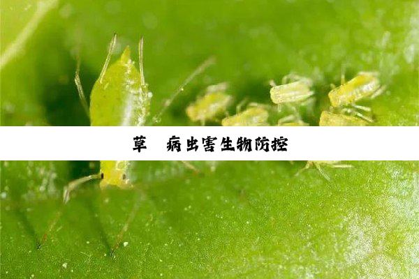 草莓病虫害生物防控