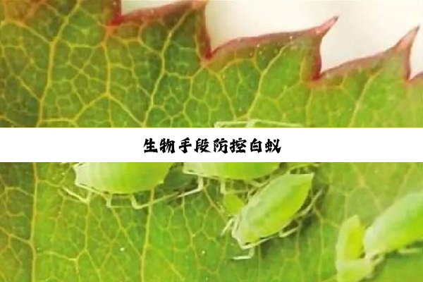 生物手段防控白蚁