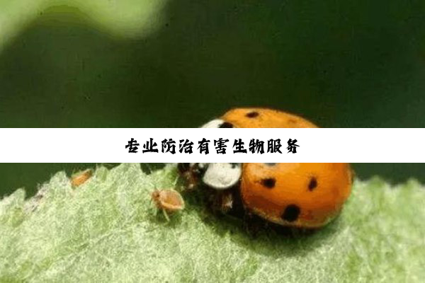 专业防治有害生物服务