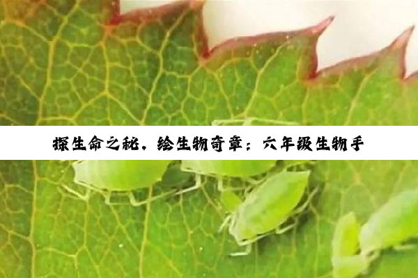 探生命之秘，绘生物奇章：六年级生物手抄报之旅