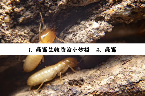 1. 病霉生物防治小妙招
