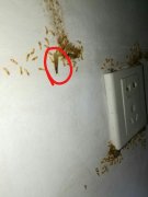 如果雨后白蚁伤害了房屋怎么办
