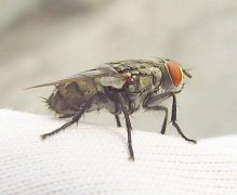 杀虫公司告诉你关于老鼠苍蝇的解决方案